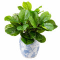 Pianta Artificiale con Foglie Grandi in Vaso Decorativo Bianco e Blu